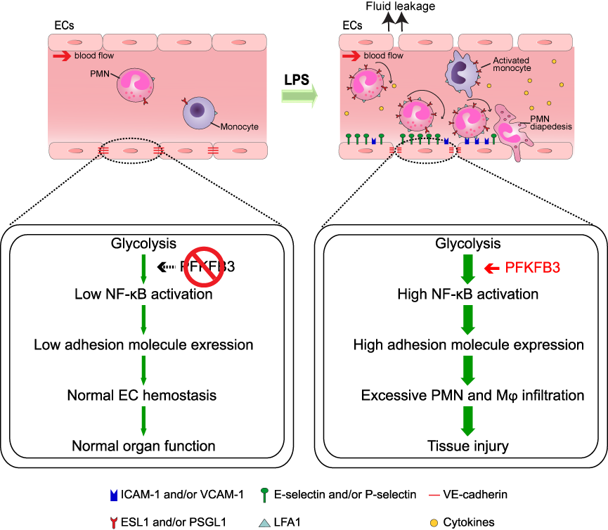 内皮细胞中PFKFB3介导的糖酵解对LPS引起的败血症的影响模式图.png