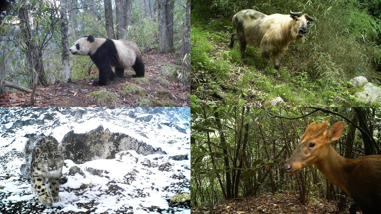 本研究中红外相机拍摄的各保护区部分主要保护目标物种（左上：大熊猫-长青保护区；左下：雪豹-卧龙保护区；右上：羚牛-老河沟保护区；右下：黑麂-古田山保护区）