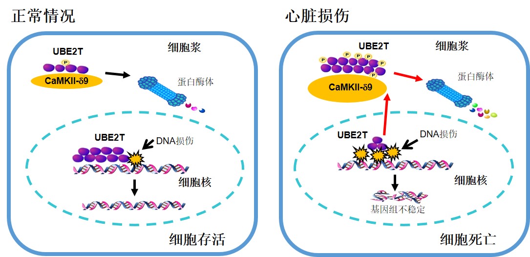 CaMKII-9调节心肌细胞DNA损伤和细胞死亡的机制。当心肌细胞受损伤时，CaMKII-9上调，促进UBE2T的磷酸化和降解，导致DNA修复障碍、DNA损伤的富集和基因组的不稳定，最终引起心肌细胞死亡.jpg