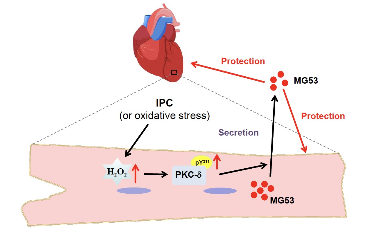 缺血预适应诱导MG53蛋白分泌保护心脏.jpg