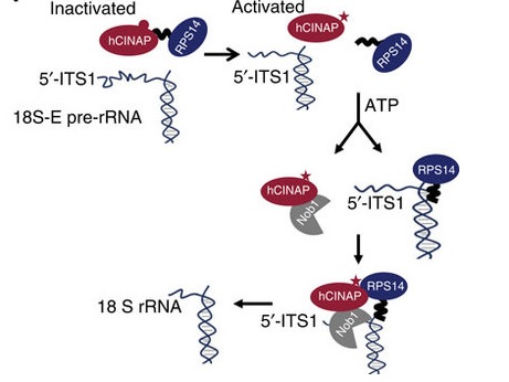 18S rRNA剪切及肿瘤细胞生长的新机制